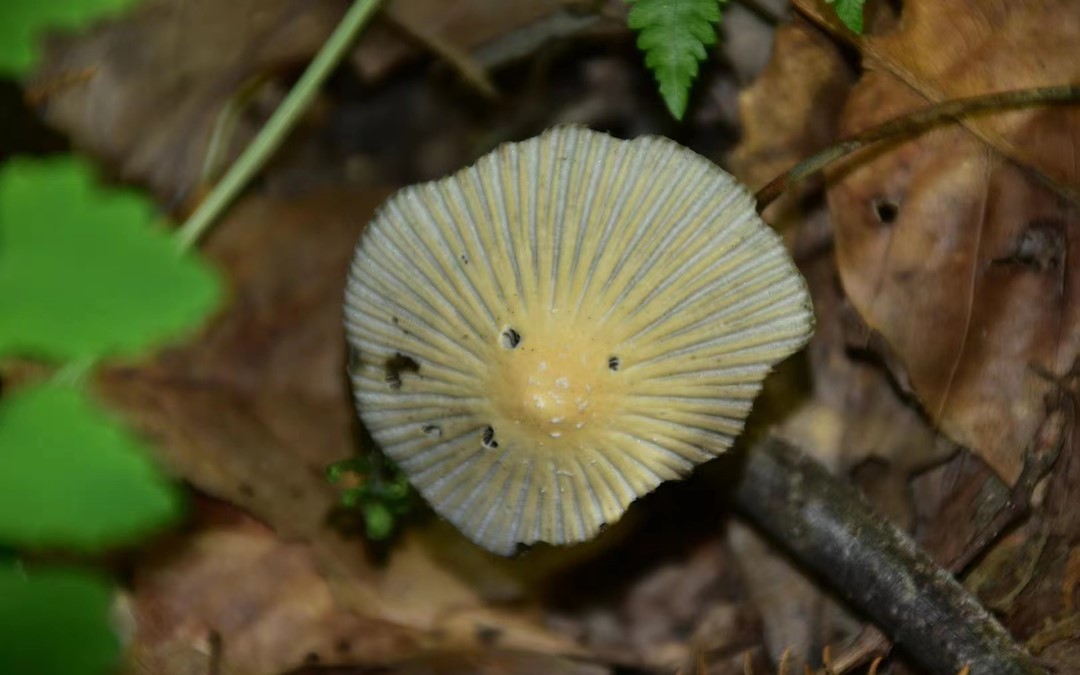 mushroom-image